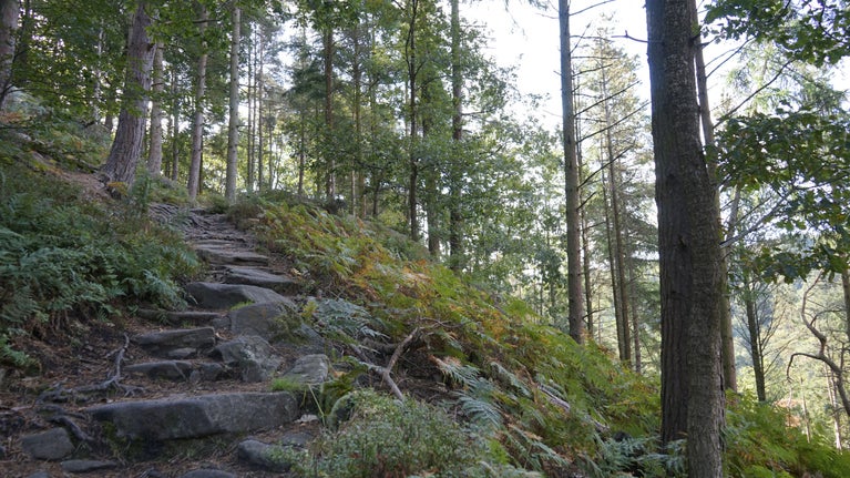 A stone path leads uphill through green trees